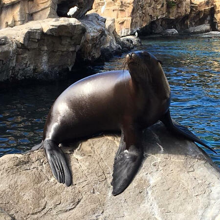 A sea lion sits on a rock, his eyes are closed